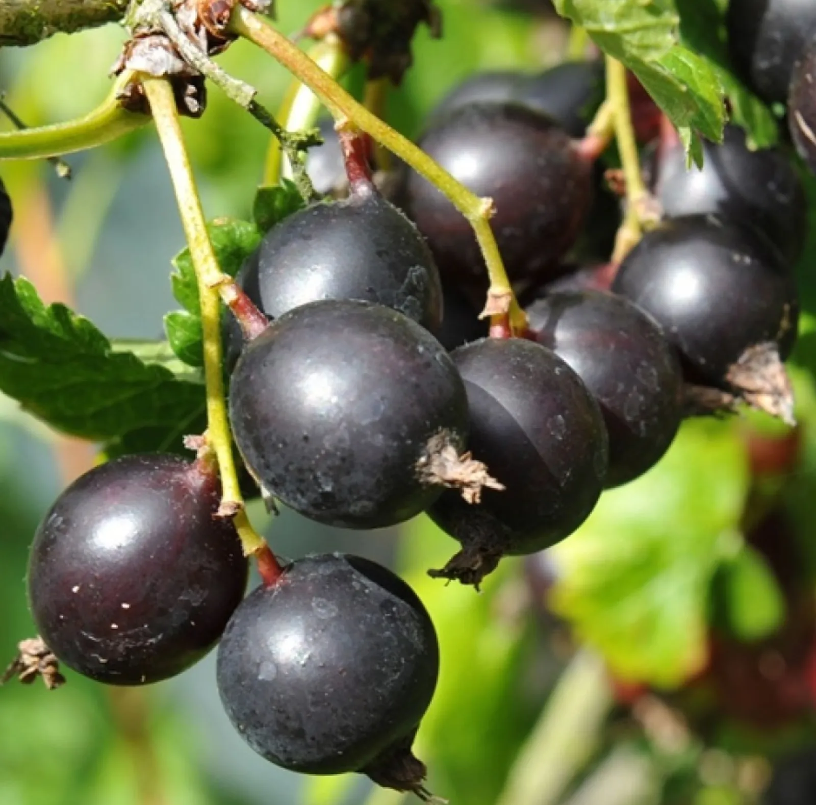 Җимешләре витаминнан гына тора!