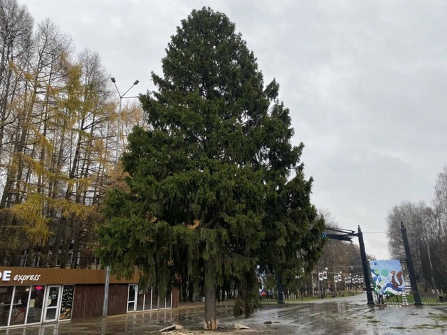 Уфада беренче Яңа ел чыршысы куелган