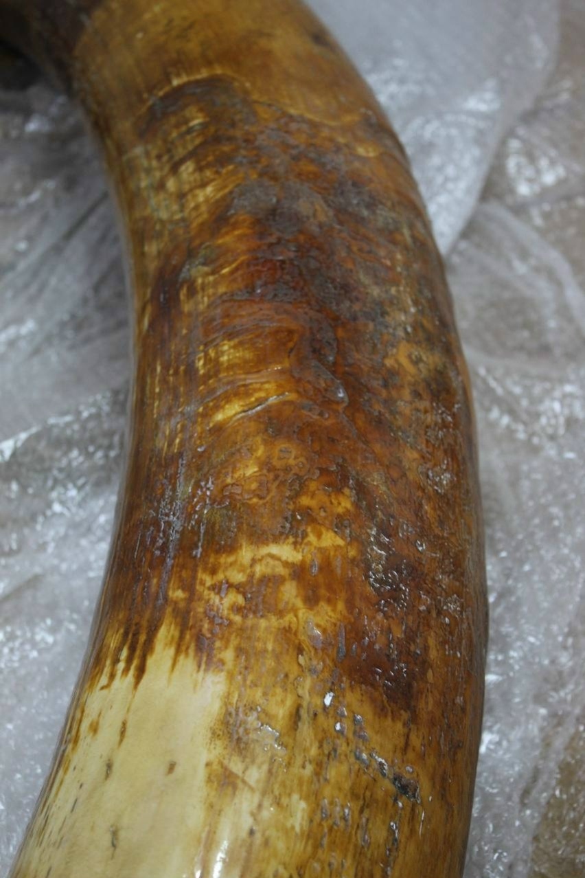 Якутиядән безгә мамонт килде!