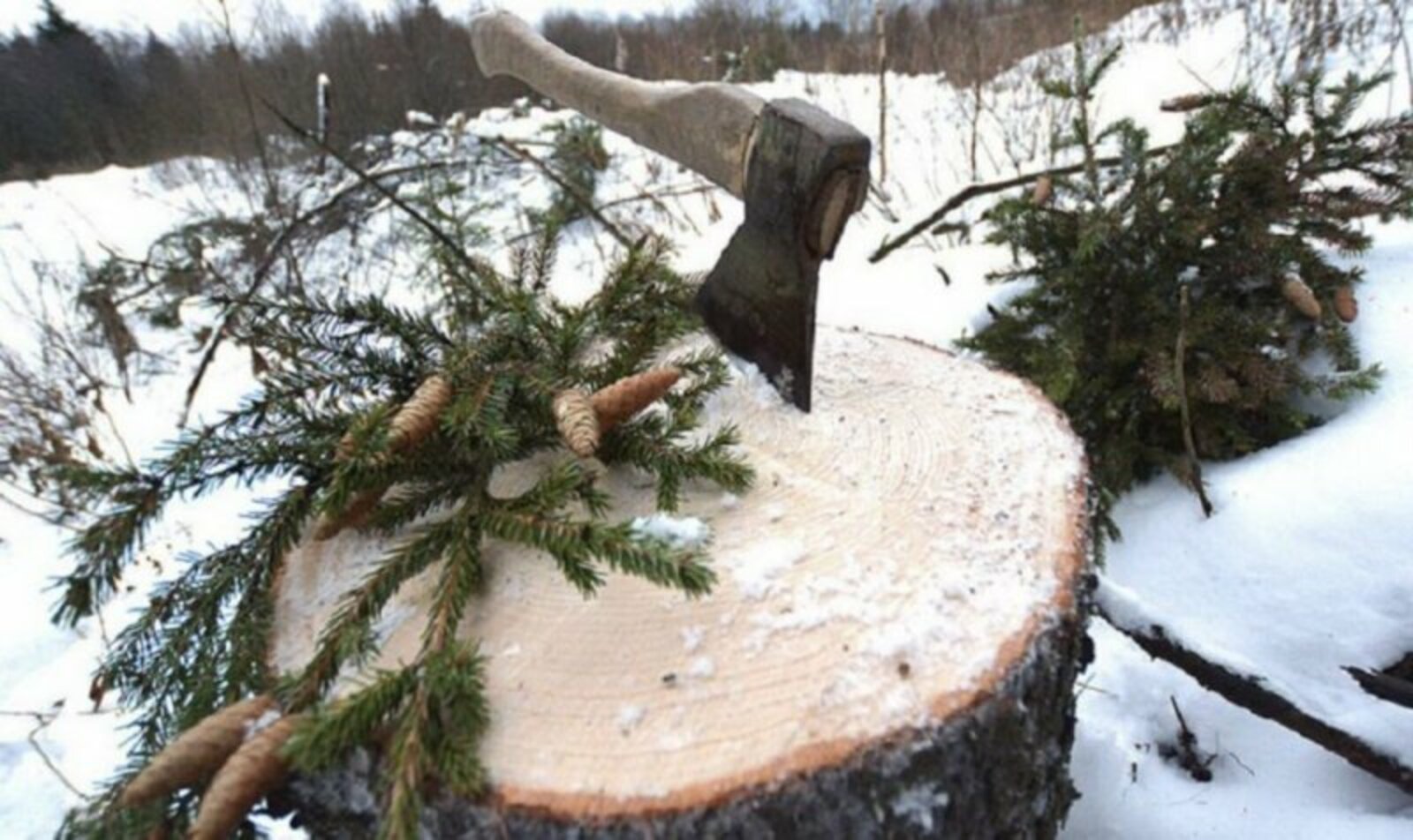 Чыршы кисмәгез, тәртип бозмагыз!