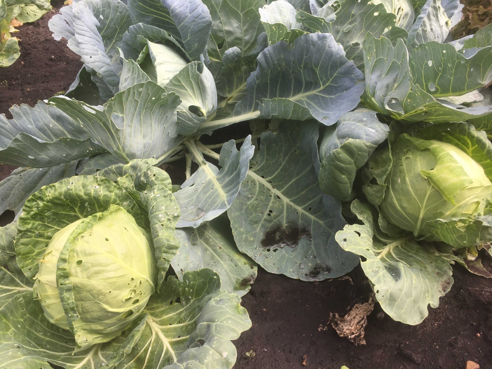 Кәбестәгә зур зыян сала