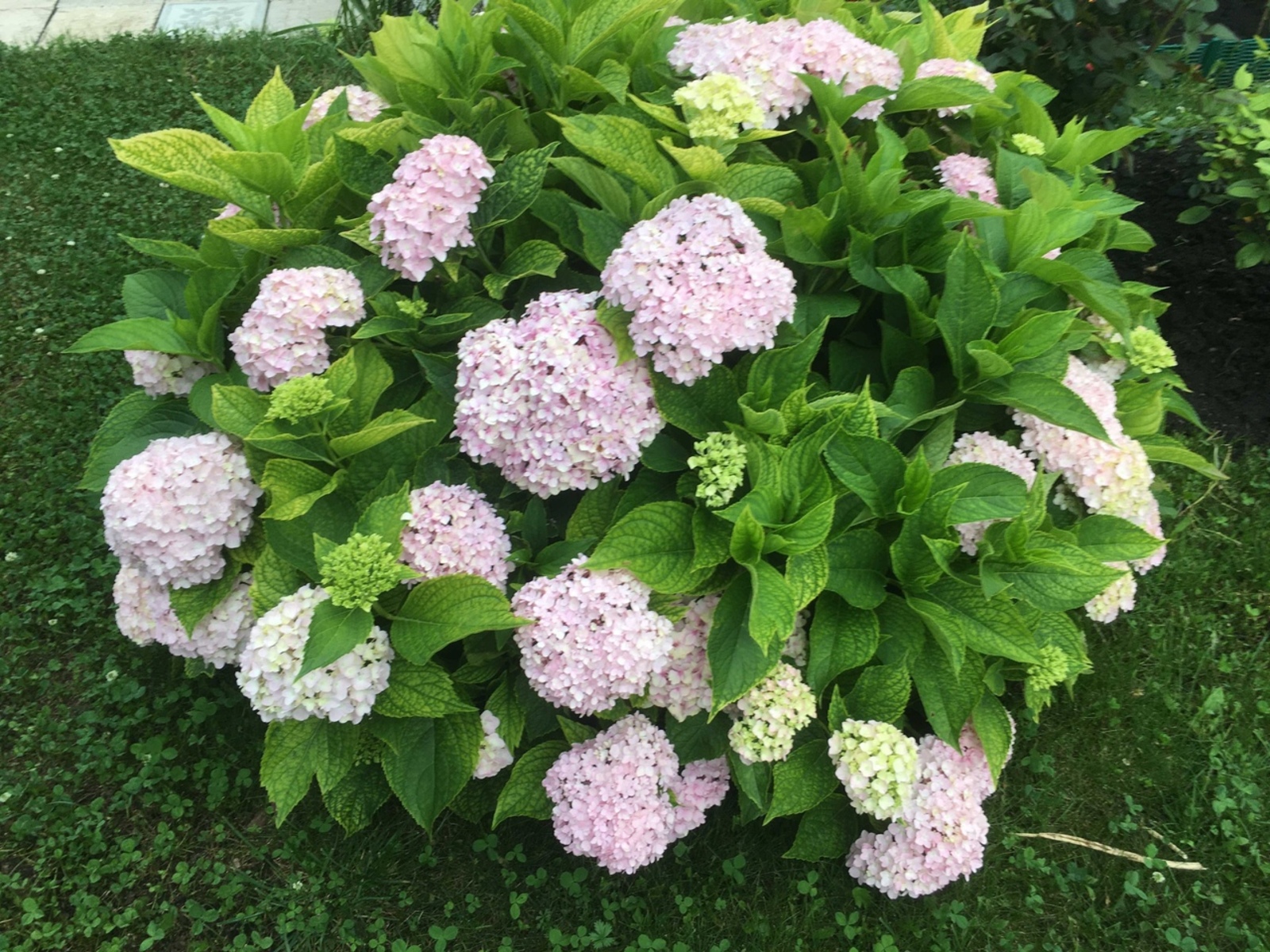 Гортензия күләгә ярата...