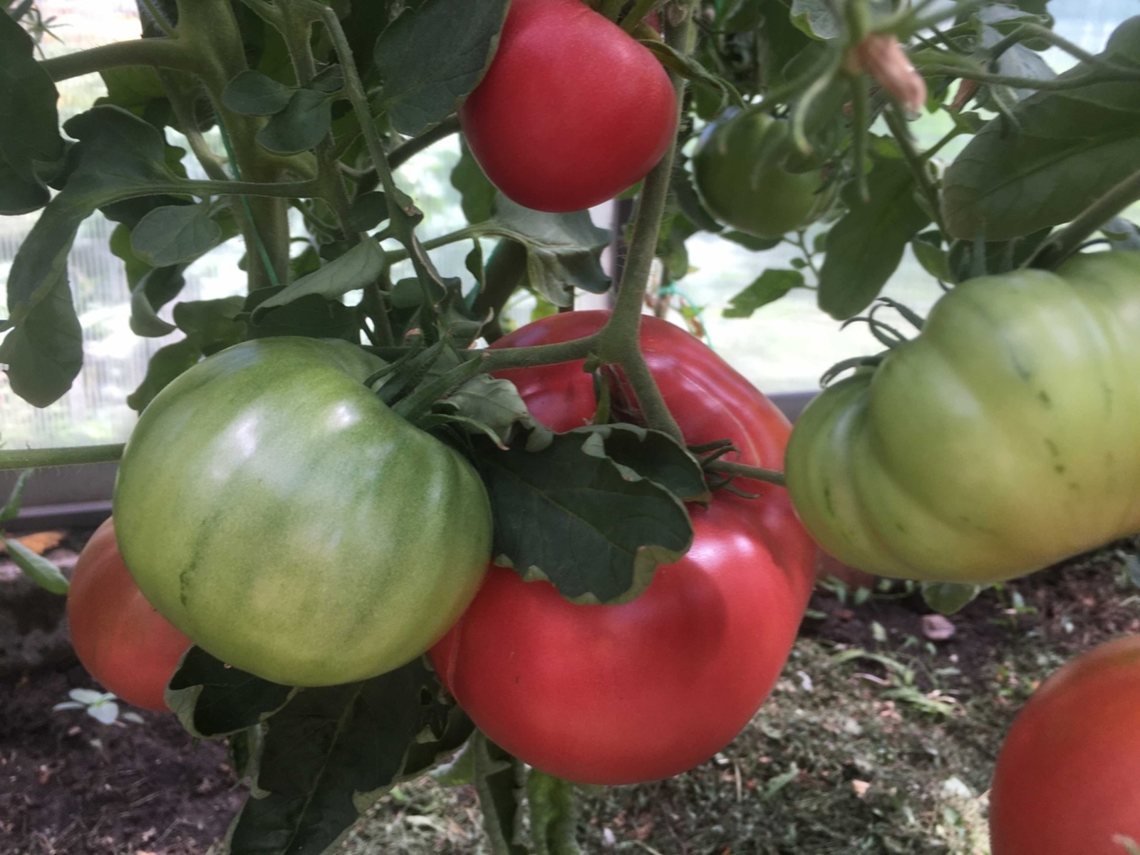 Теплица өчен нинди орлык сайларга?