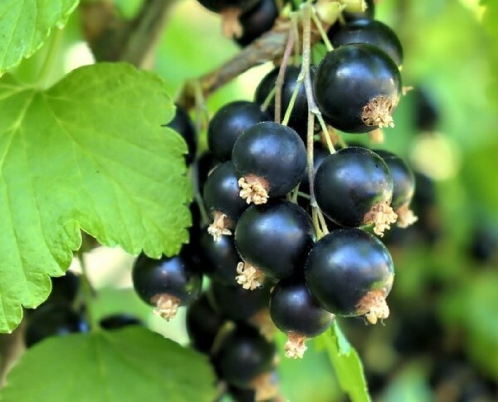 Кара карлыганның  файдасы нидә?