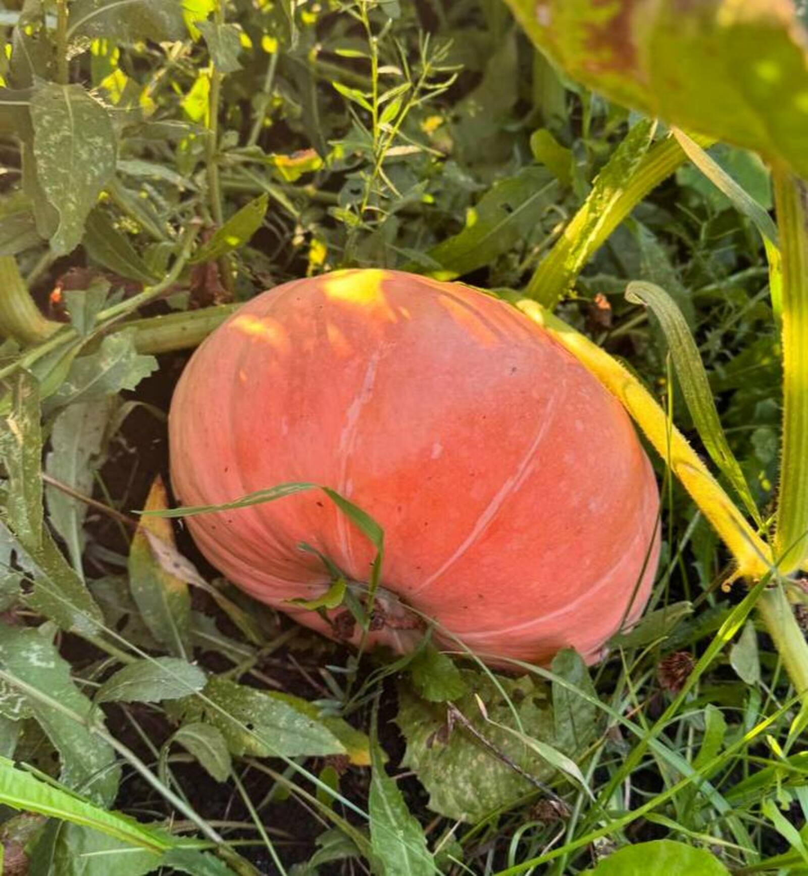 Кабак сутының файдасын беләсезме?