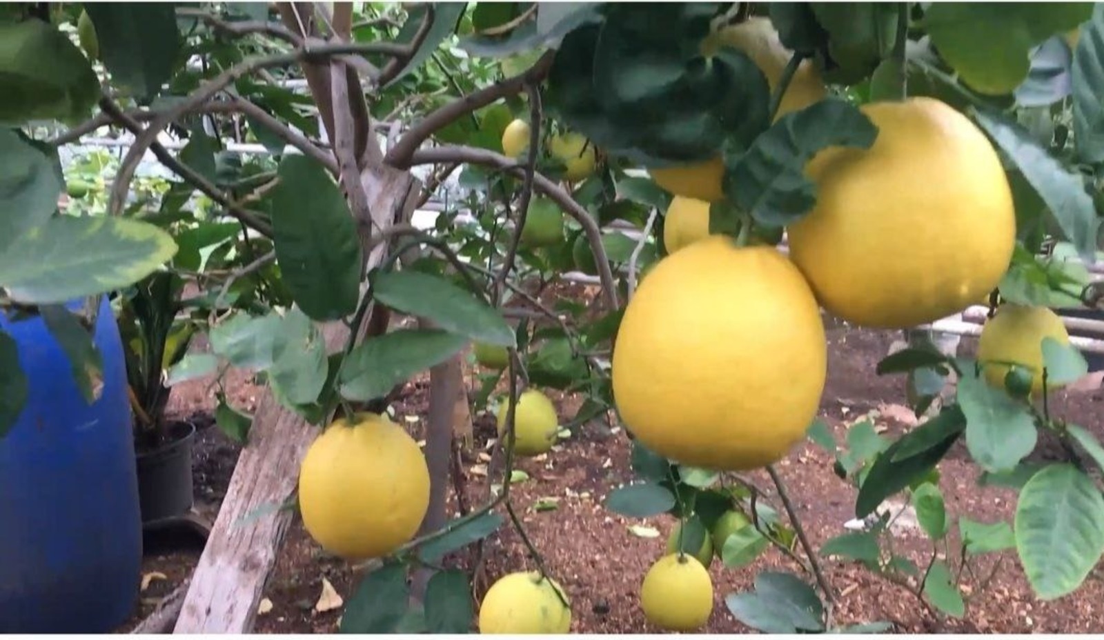 Тамак авыртудан лимон коткара