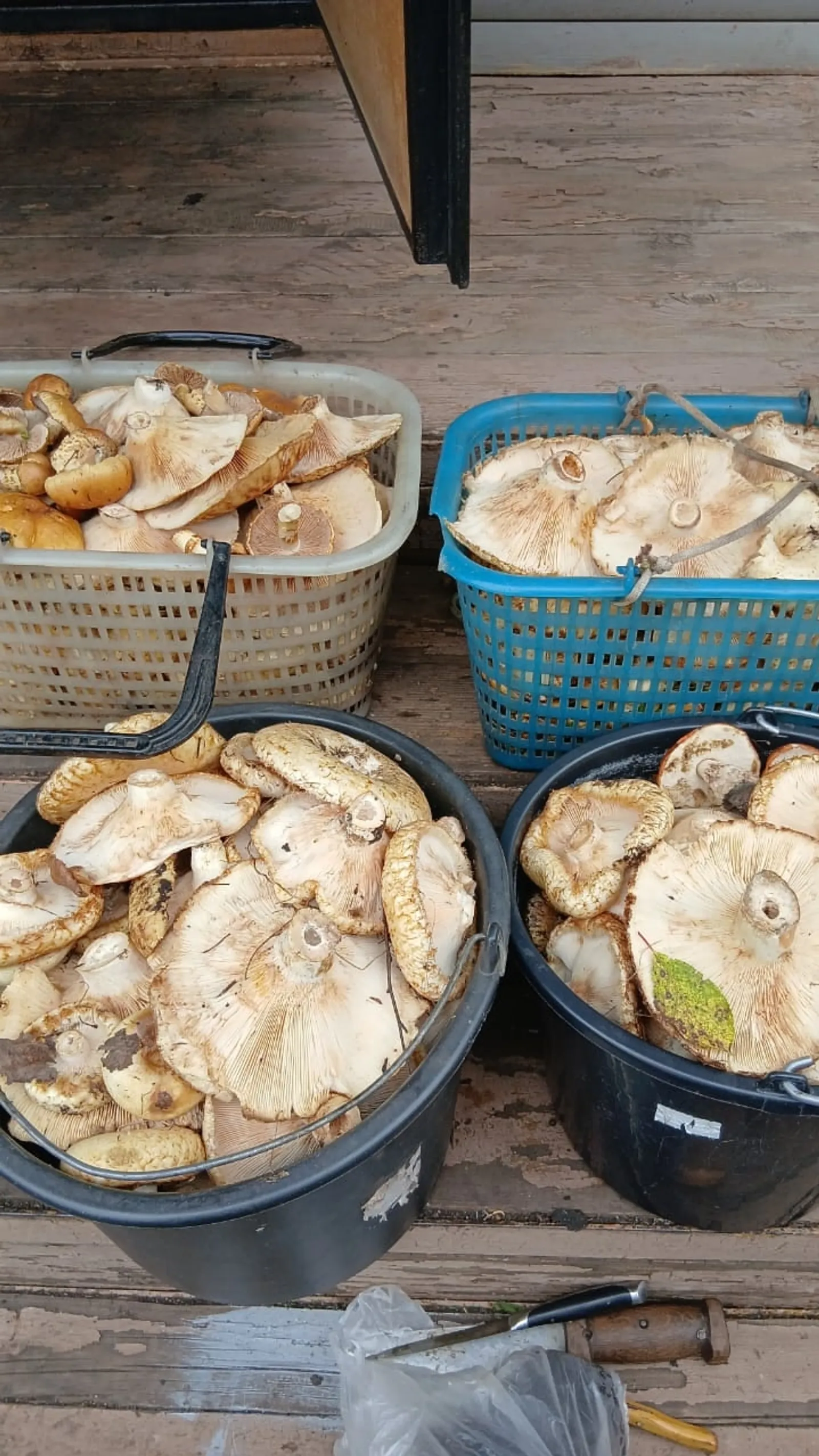 Рөхсәтсез гөмбә җыеп булмаячак