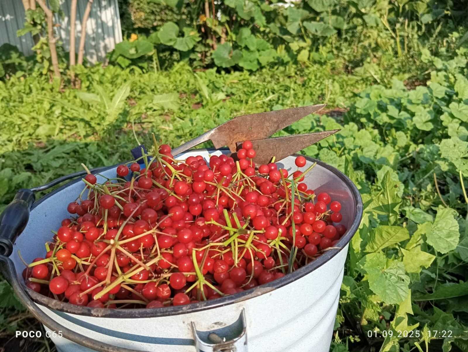 "Үлемсезлек җиләге"н җыйдыгызмы әле?