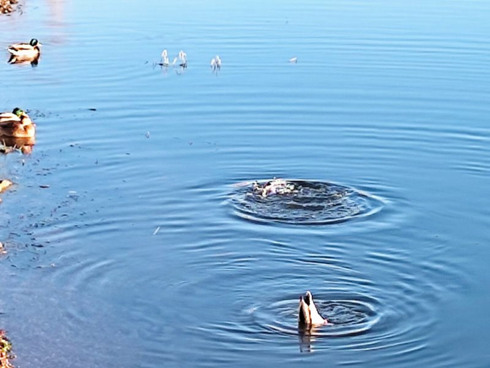 Иртәгә теләкләр үтәлергә мөмкин!