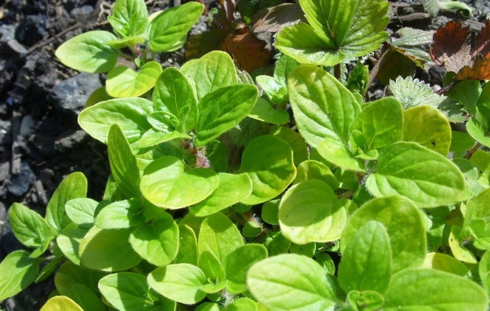 Хуш исле аш тәмләткеч үләннәр үстерәсезме?