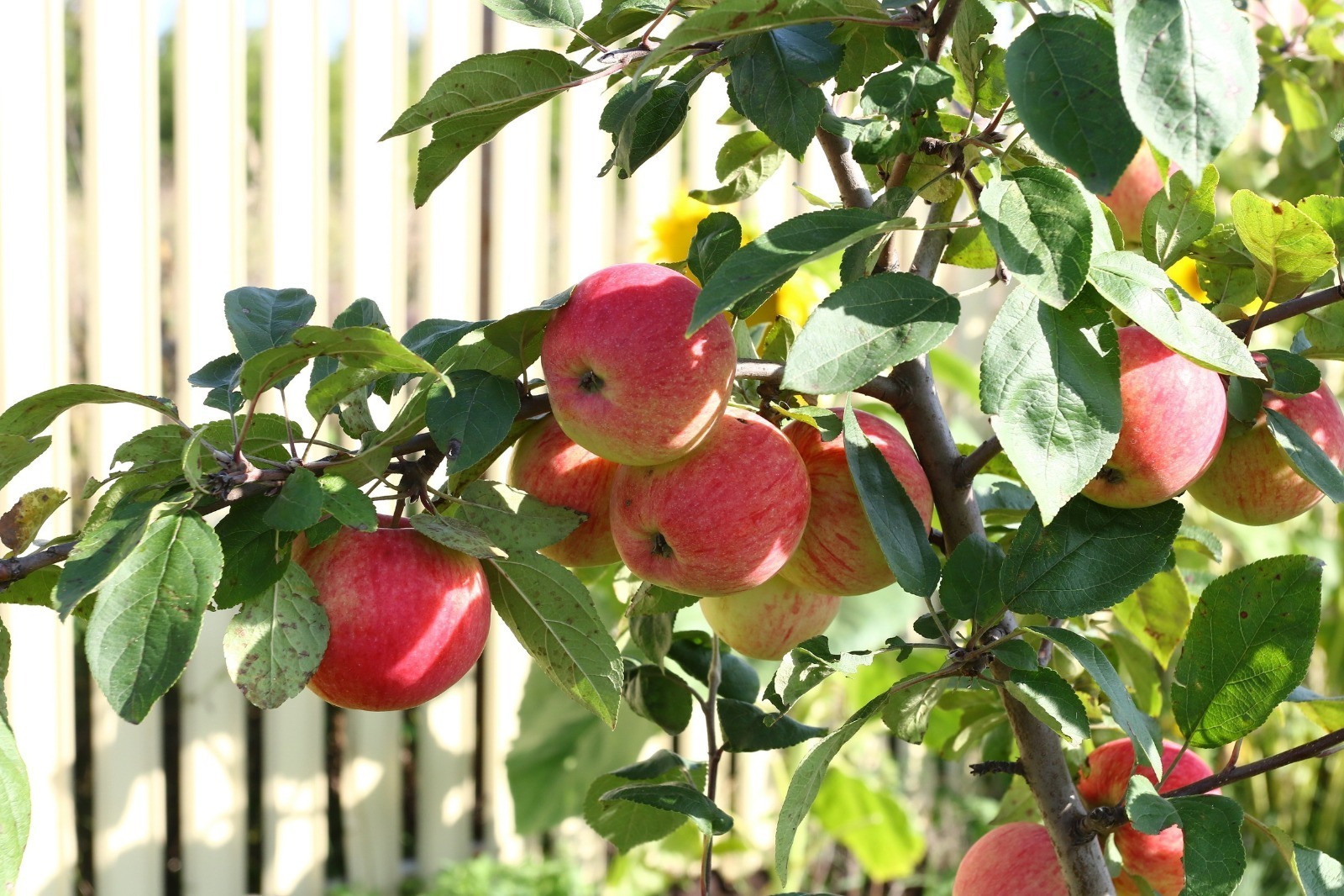 Пешкән алма файдалы