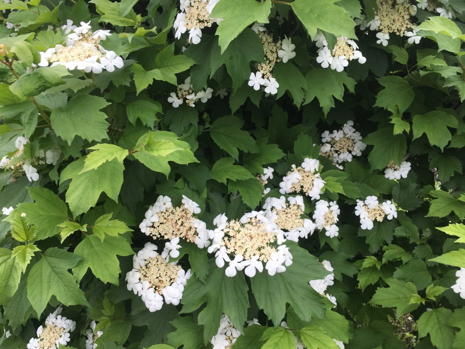 Баланның беренче чәчәкләре күренсә...