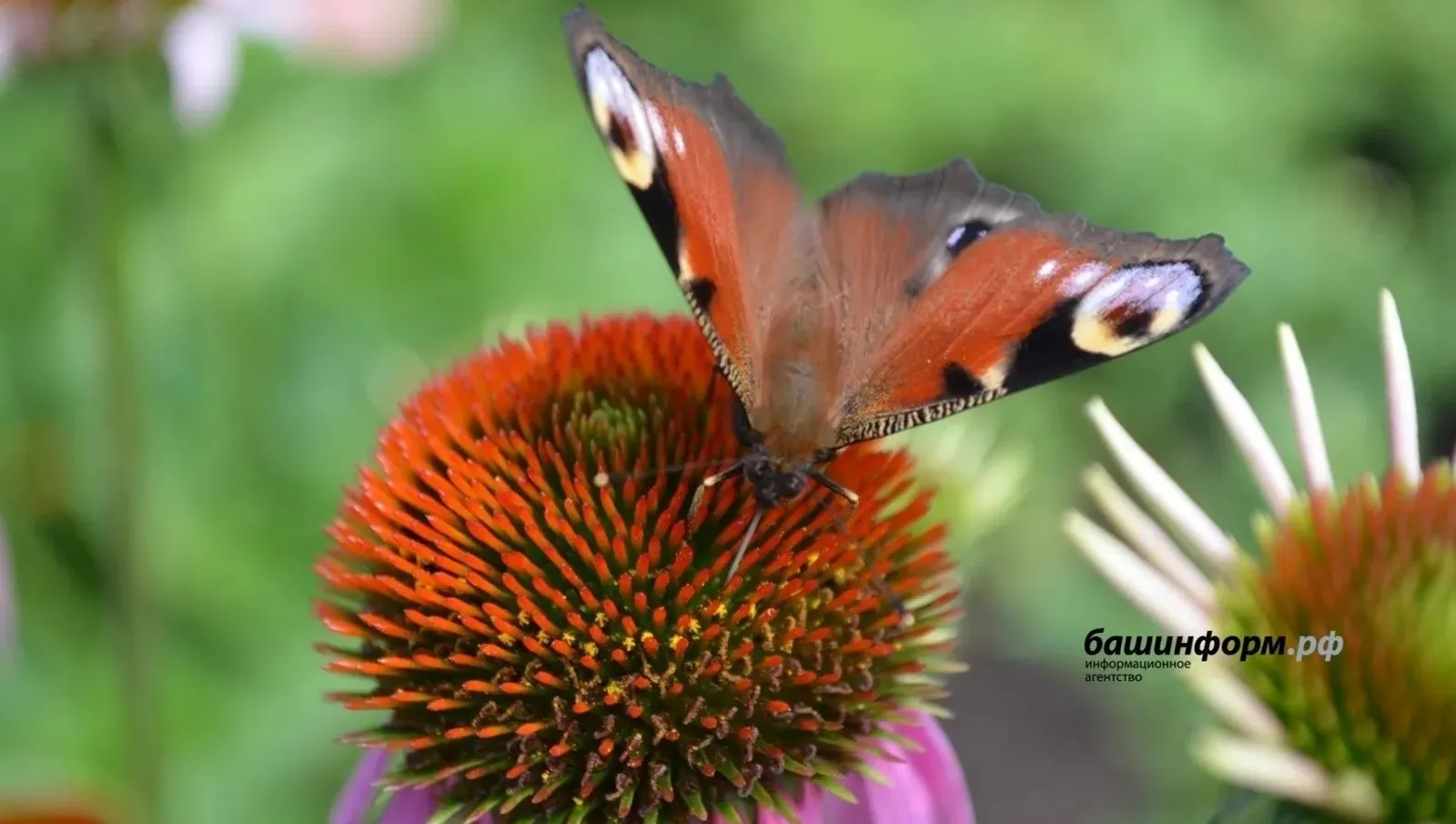 "Әни күбәләк булып кайтты..."