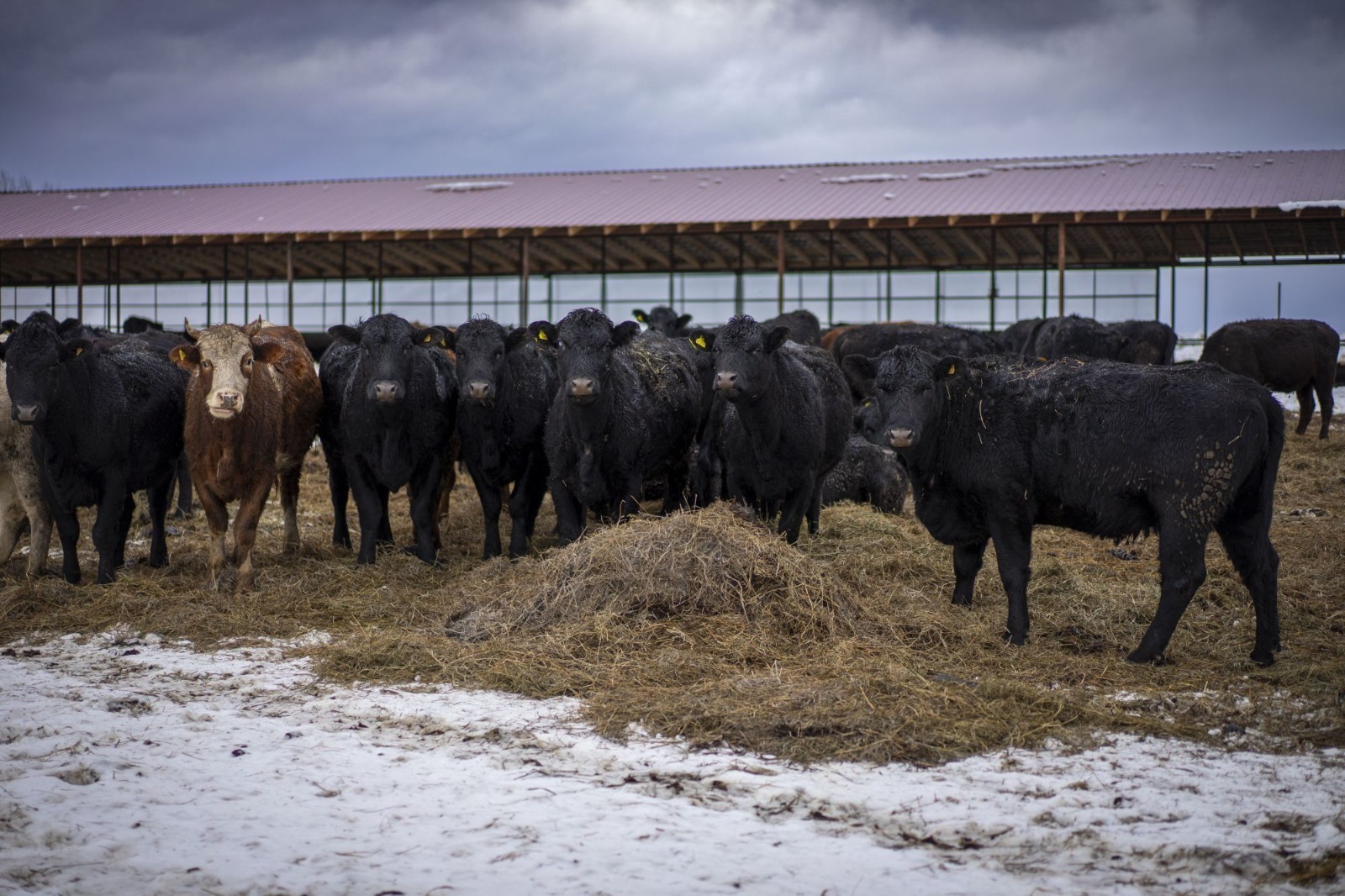 Башкортстанда ит җитештерү арта