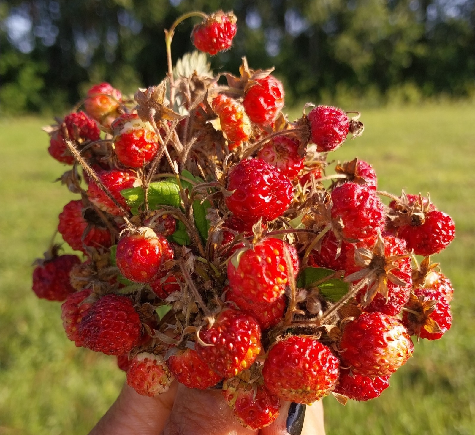 Алар сөяр өчен яратылган!