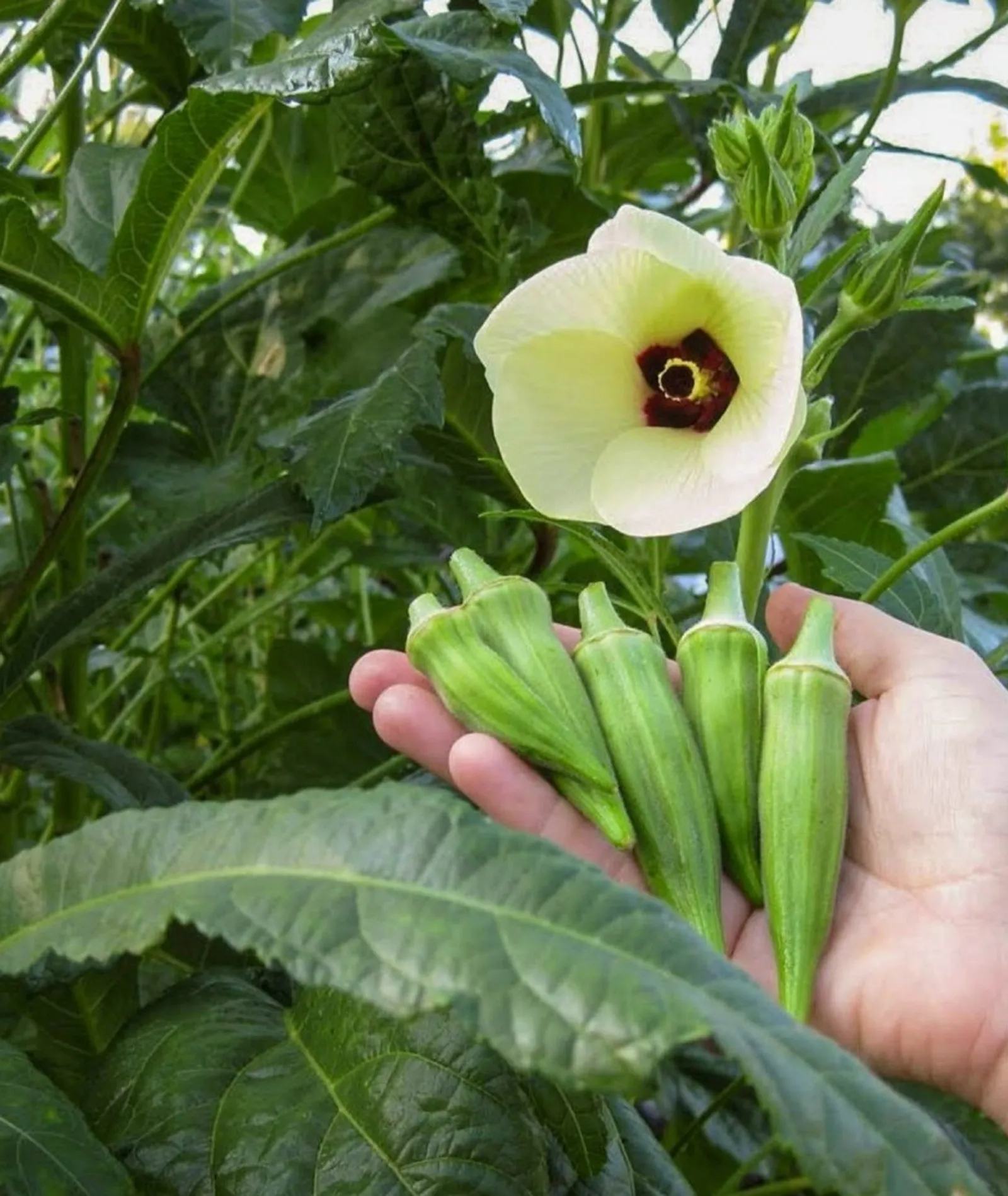 Бакчагызда бамия үстерегез!