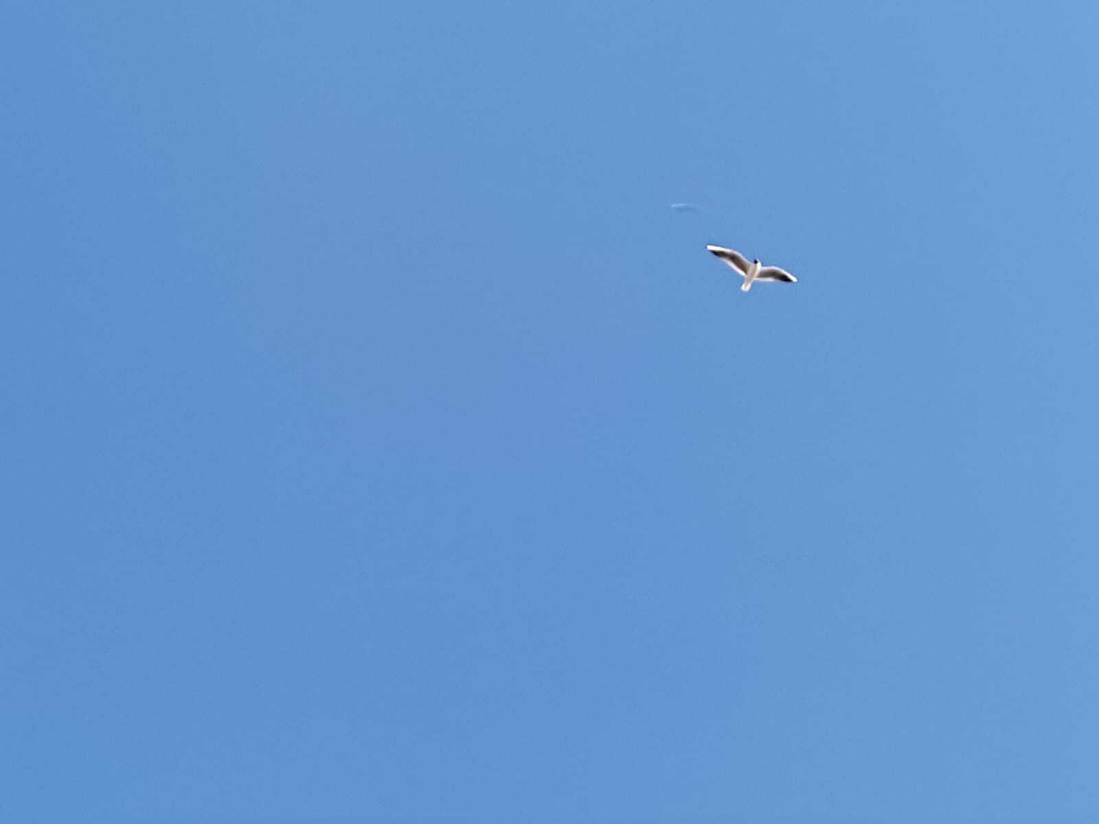 Иртәгә бәхетегез очып китмәсен!