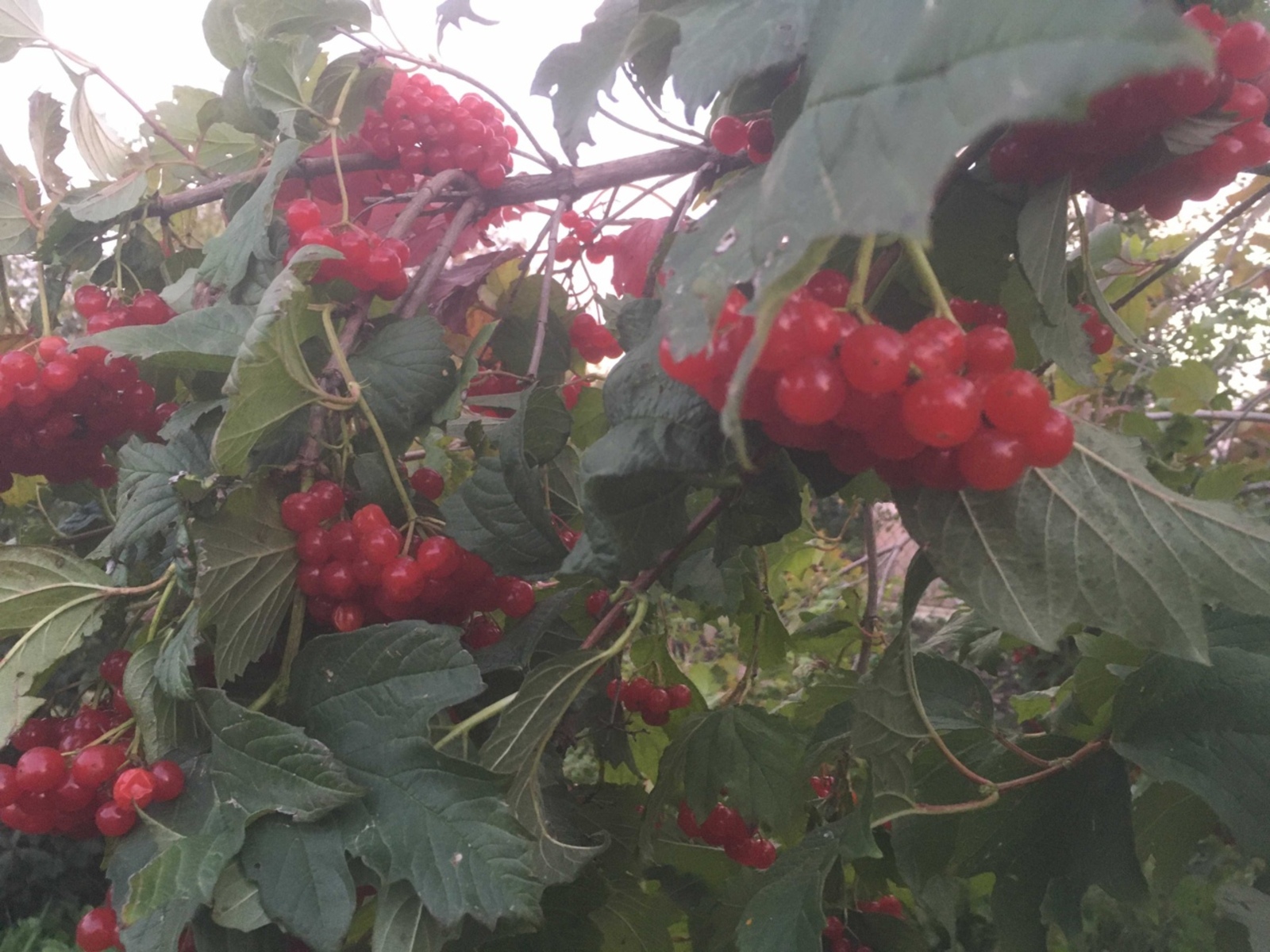 Балан суты баш авыртуын баса...