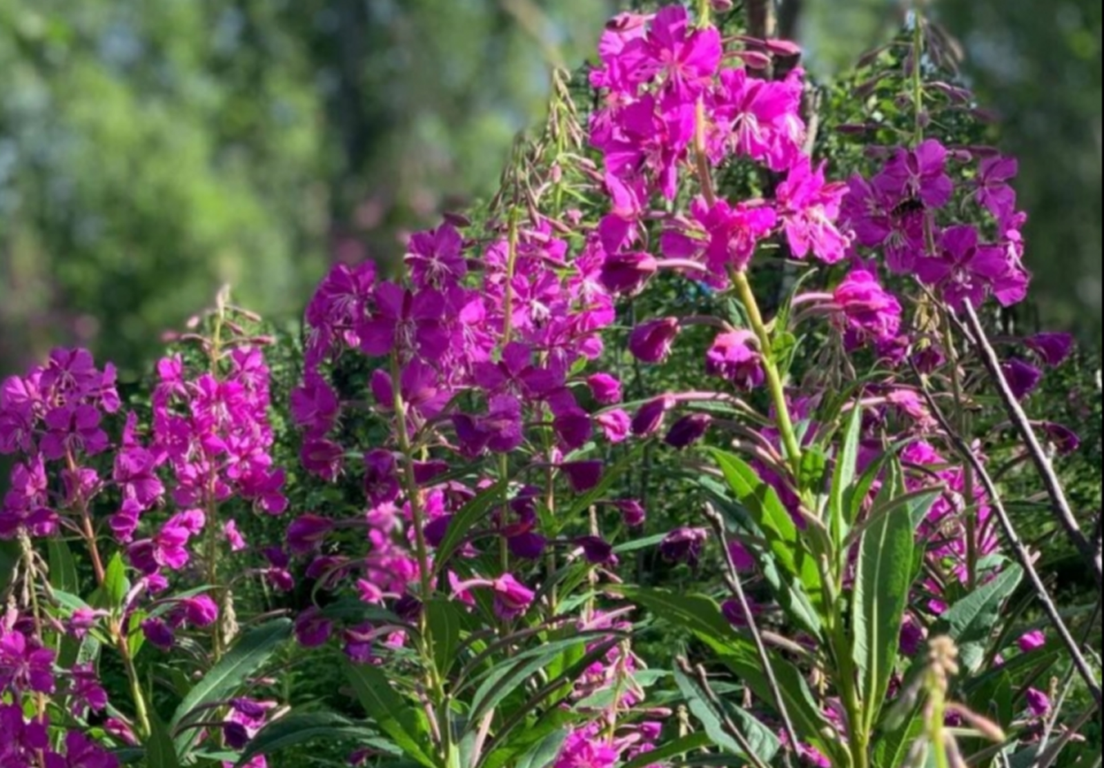 Иван чәйне ничек ясарга?