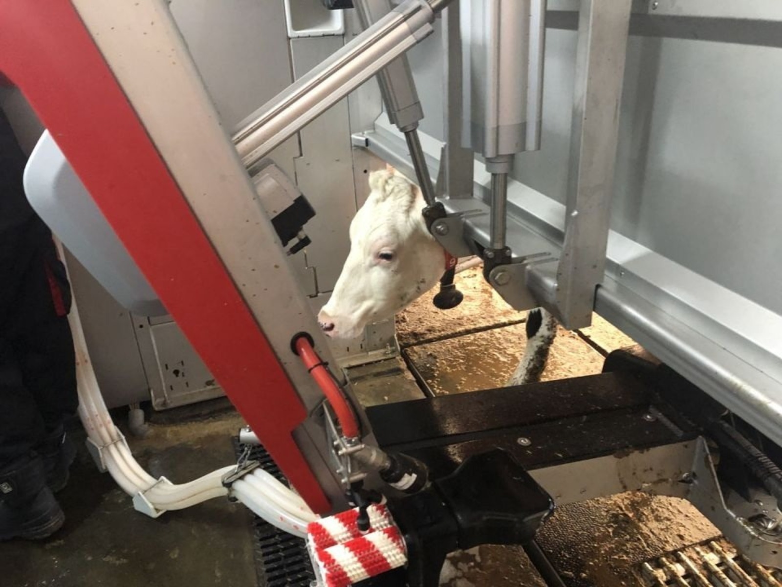 Роботлар сыер сава