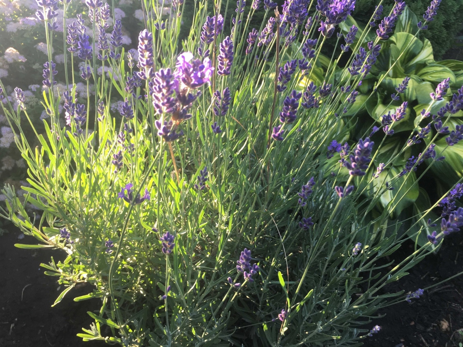 Лаванданы кышкылыкка ничек әзерләргә?