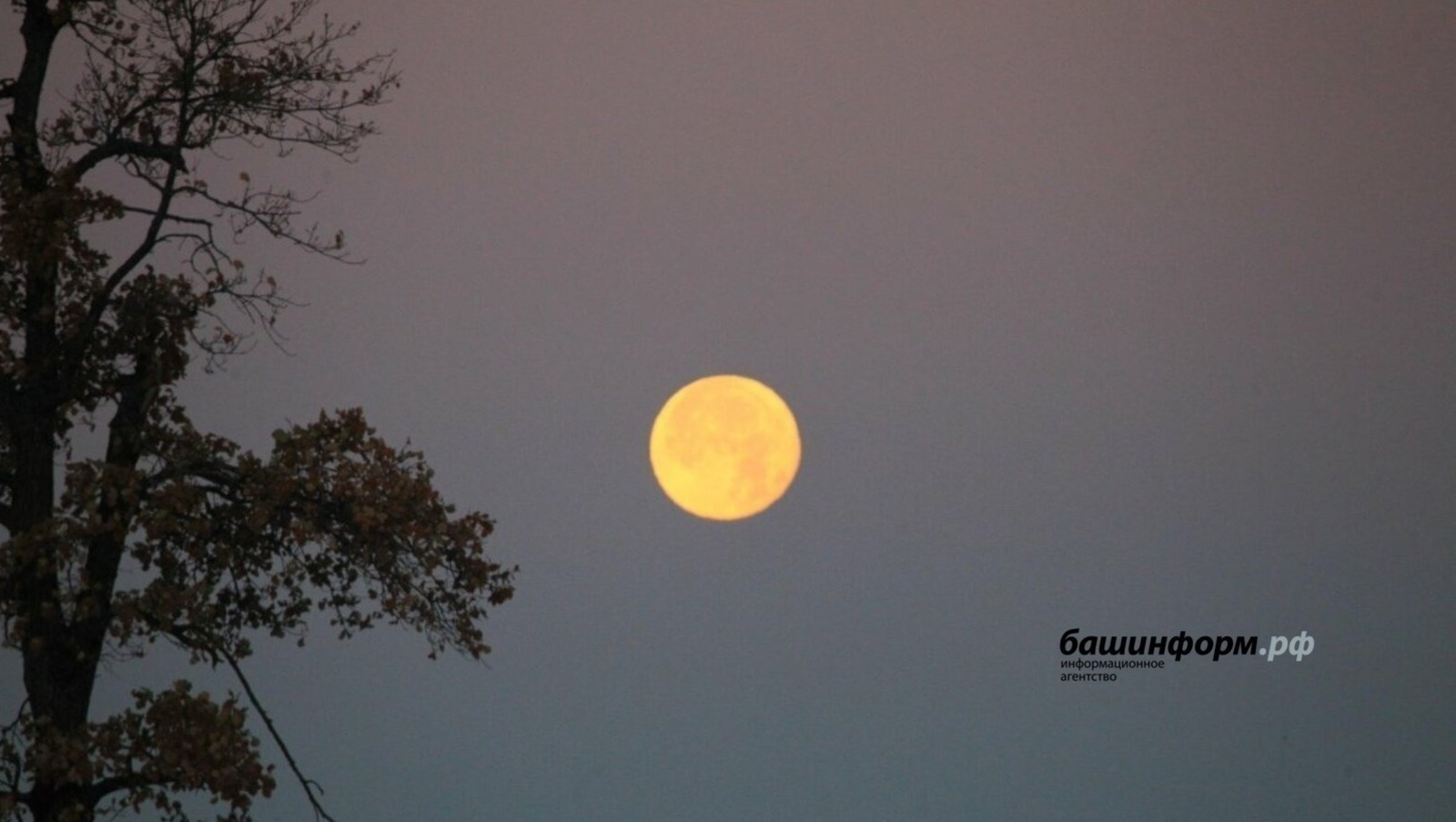 Мин гармун тартам, җеннәр җырлый...