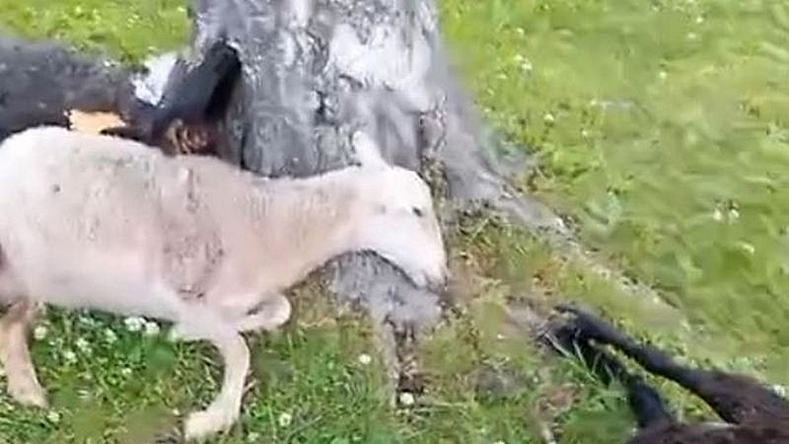 Сарыкларны яшен суккан