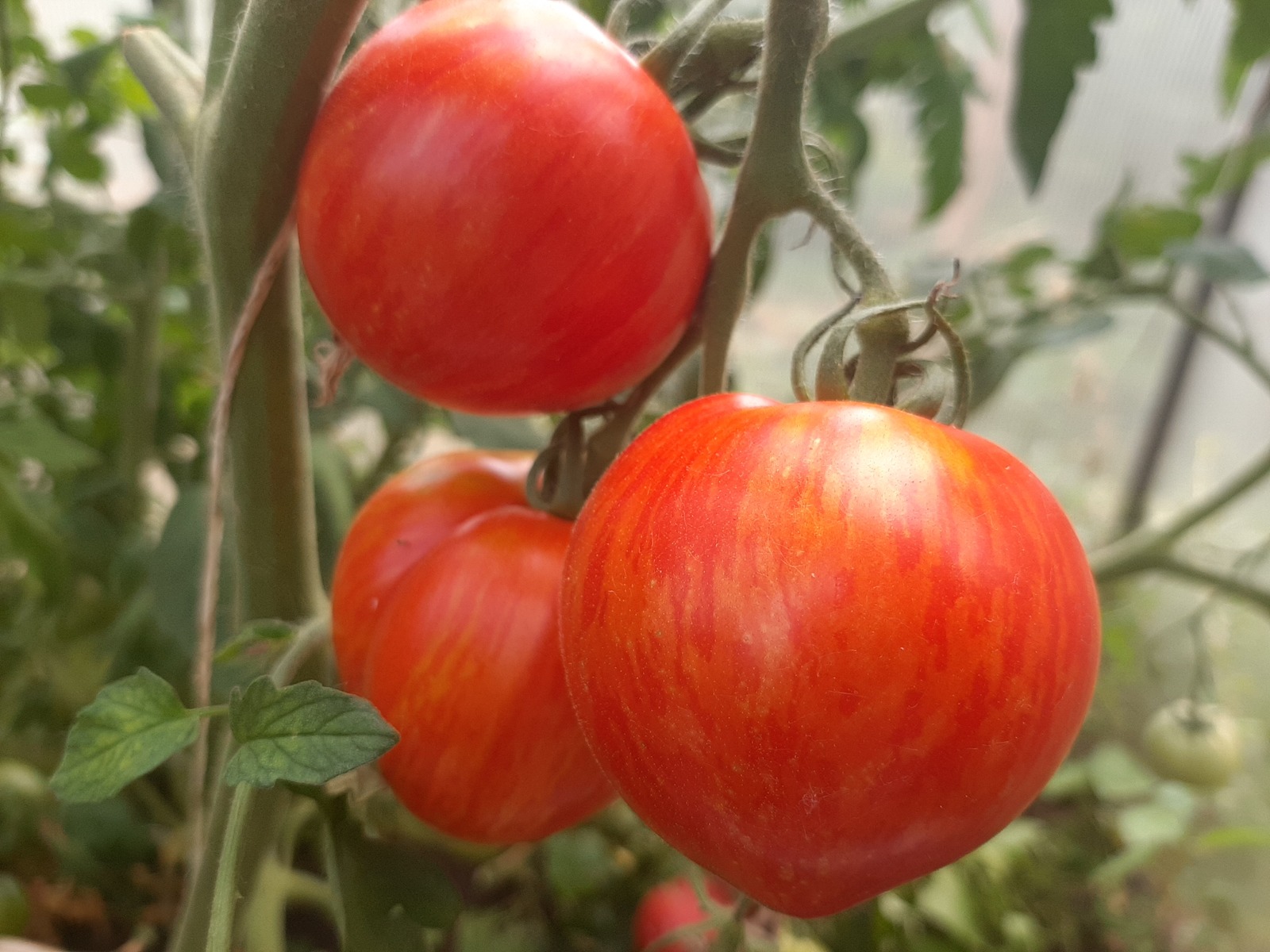 Помидор яфракларын кайчан өзәргә?