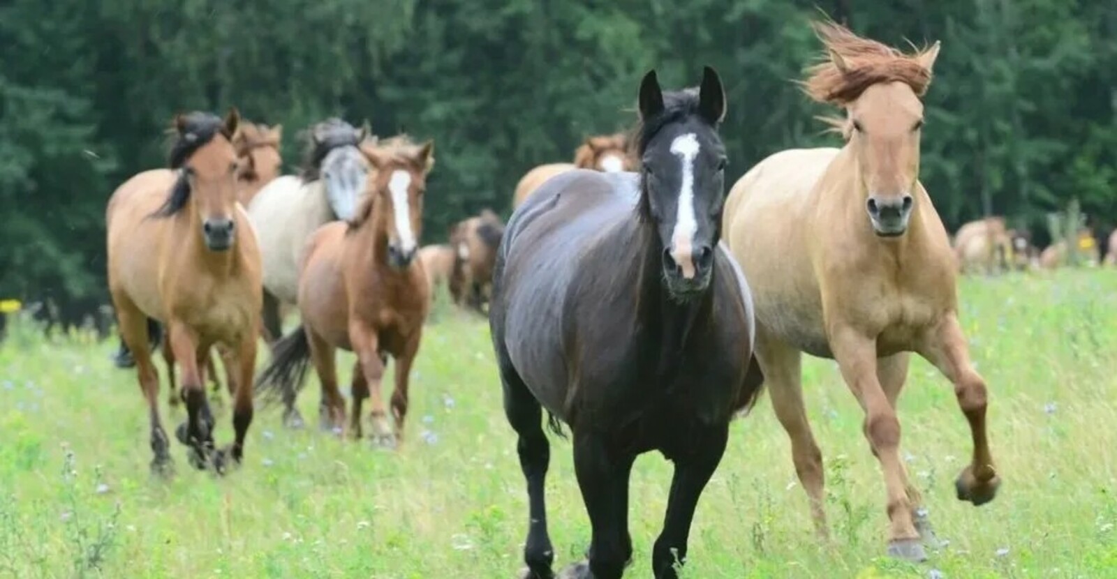 Ат нинди ризыкны якын итә?