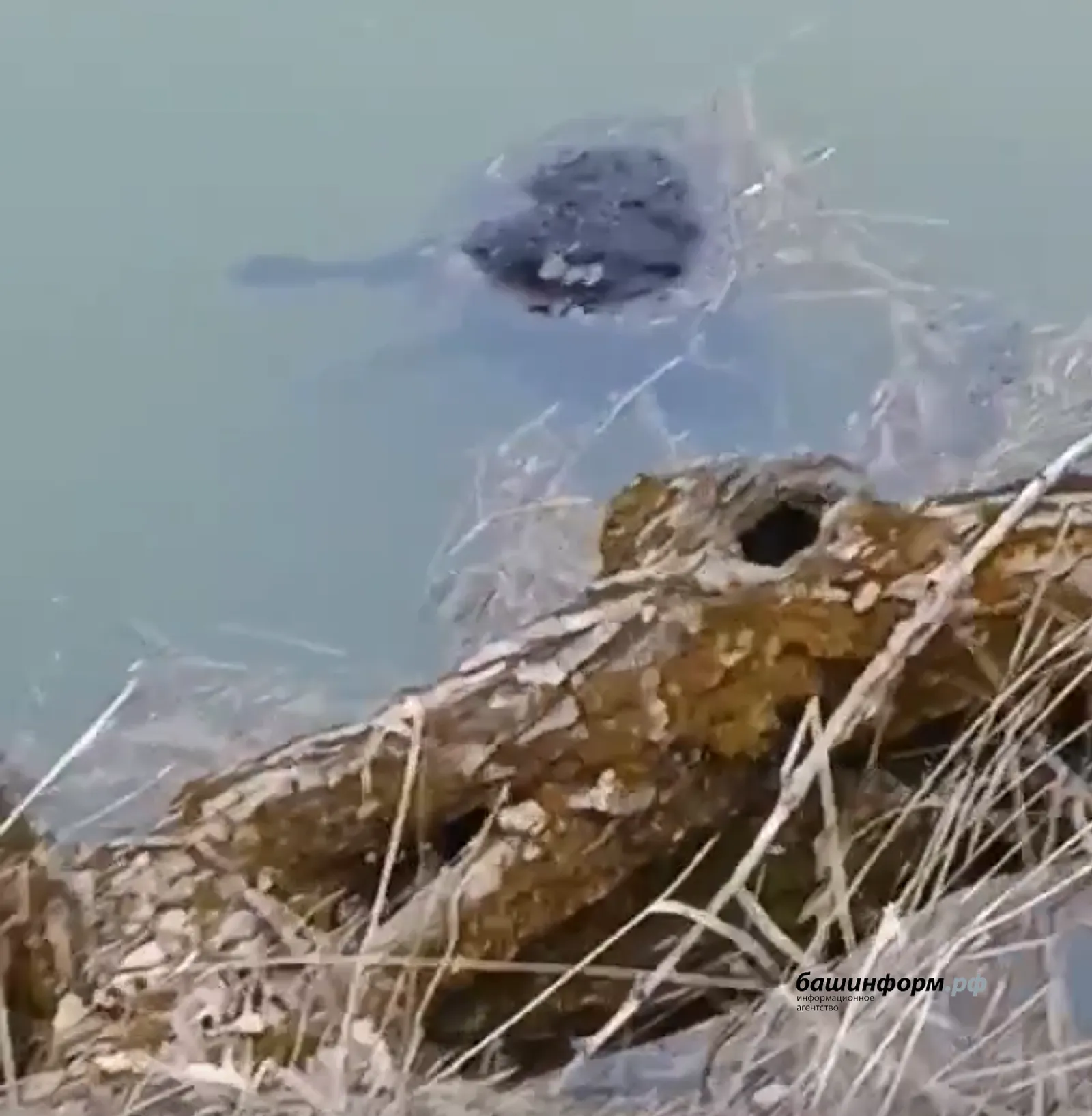 Батып үлгән сарыклар һаман калка...