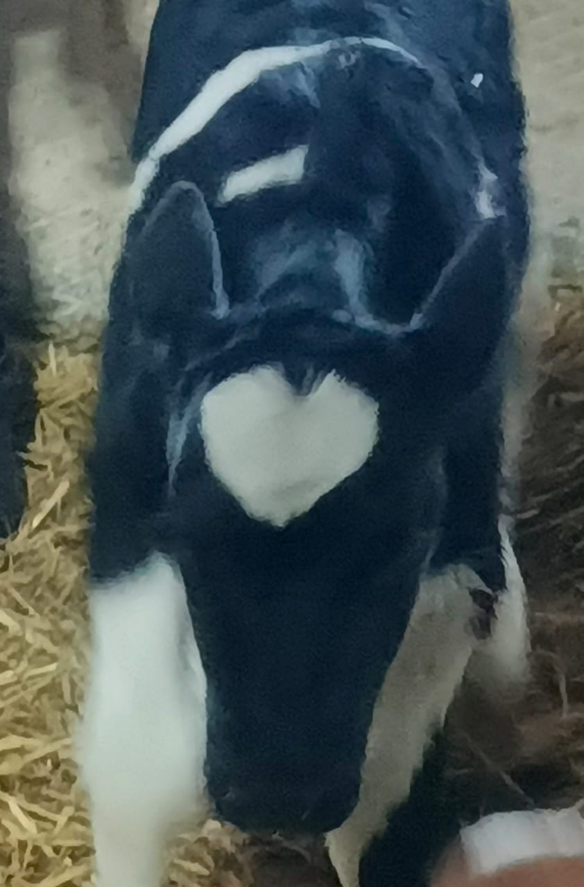 Ике йөрәкле бозау туган