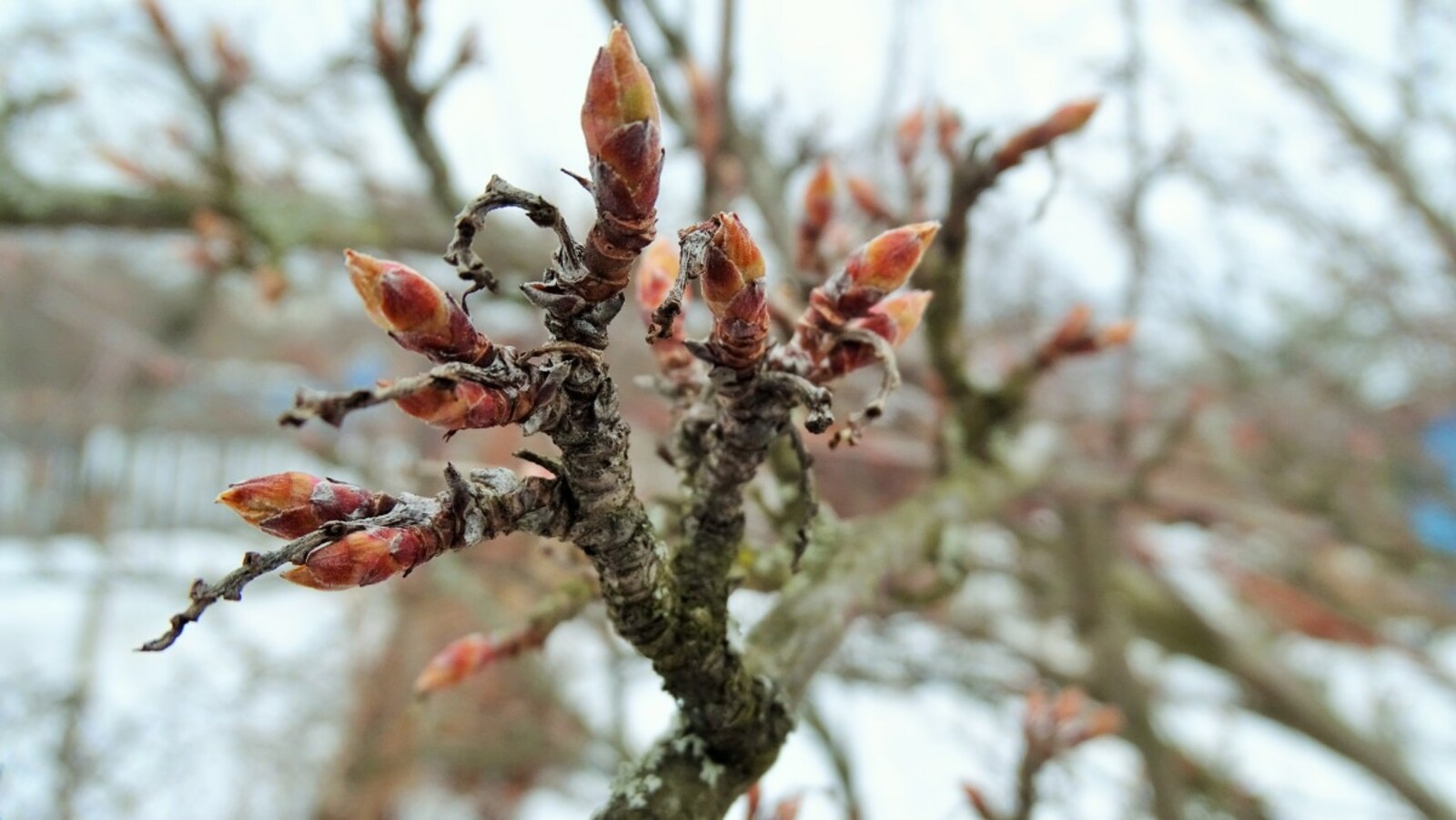 Язгы чәй әзерләргә күп калмады