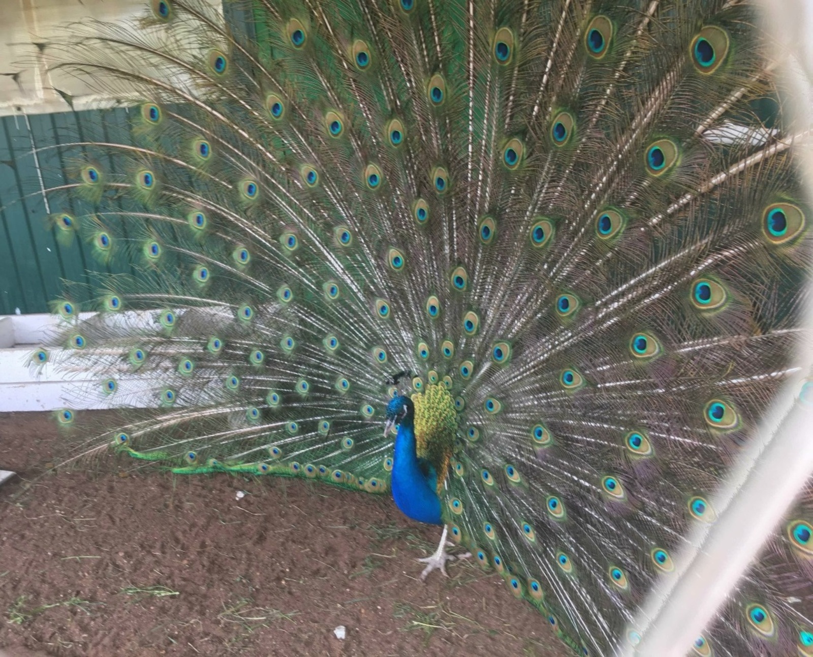 Төшеңдә авырлы хатын күрсәң, аны нәрсәгә юрарга?