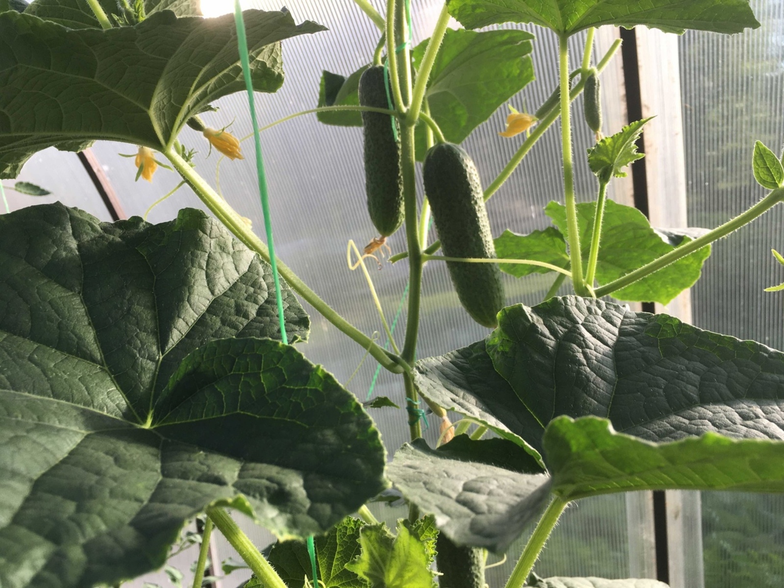 Кыярның нинди сортлары мул уңыш бирә?