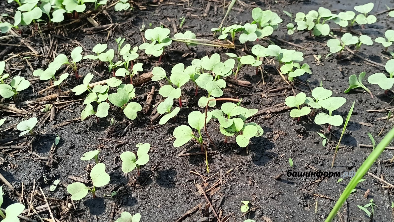 Аракы кемнедер йоклата, ә иске орлыкны “уята”