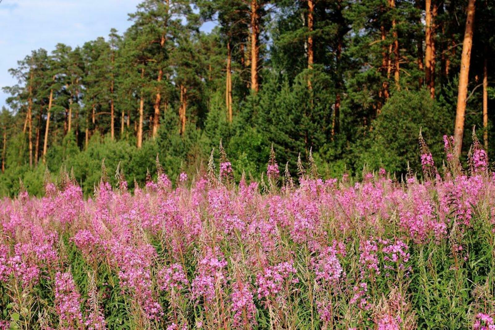 Иван-чәй җыясызмы?