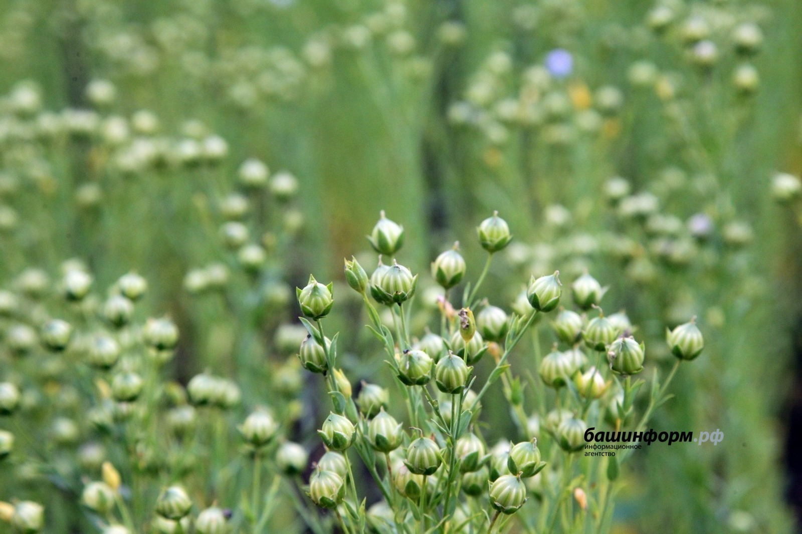 Әбҗәлил җитенен Кытайда югары бәялиләр