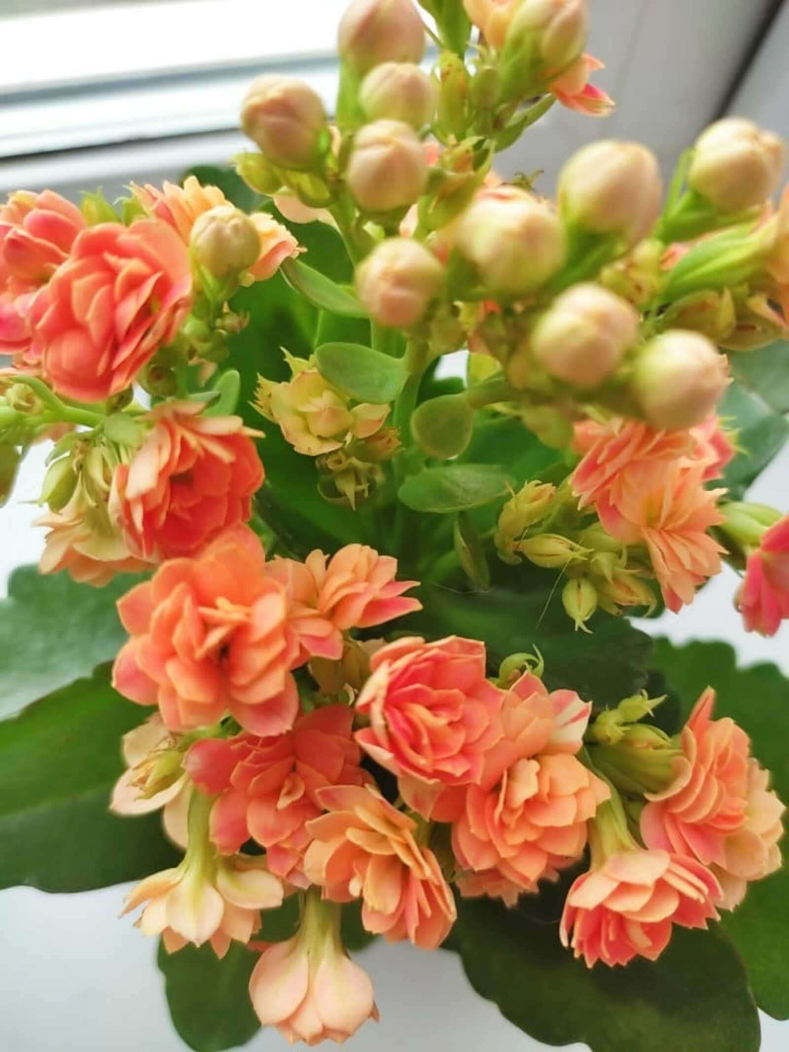 Тылсымлы гөл үстерәсезме?