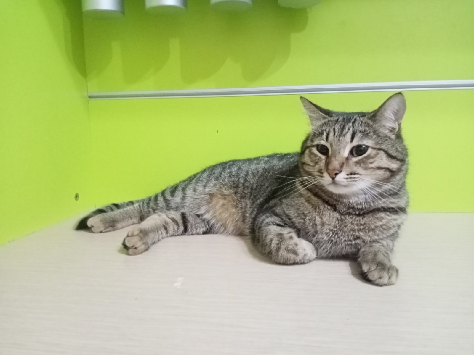 Иртәгә бал ашагыз, хәмердән баш тартыгыз!