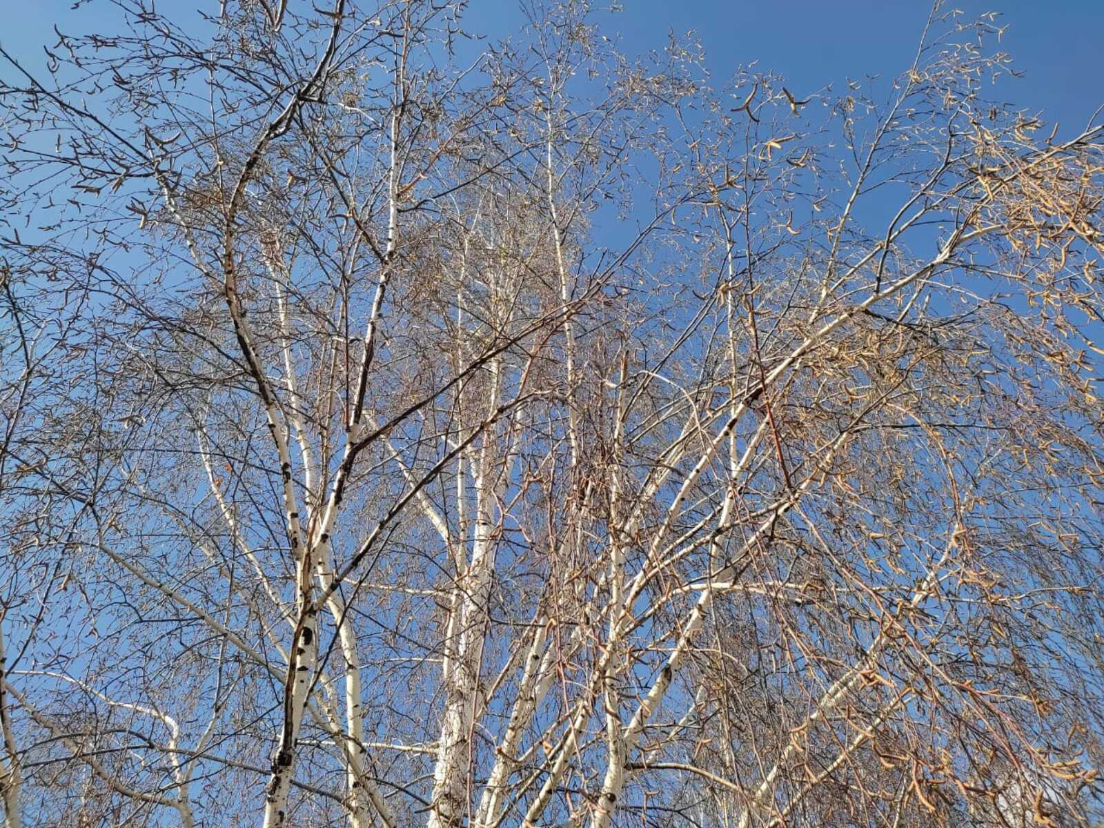 Шаккатыргыч март килә!