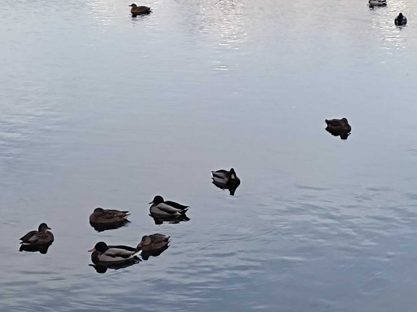 Куян ите ашагыз, кызлар...