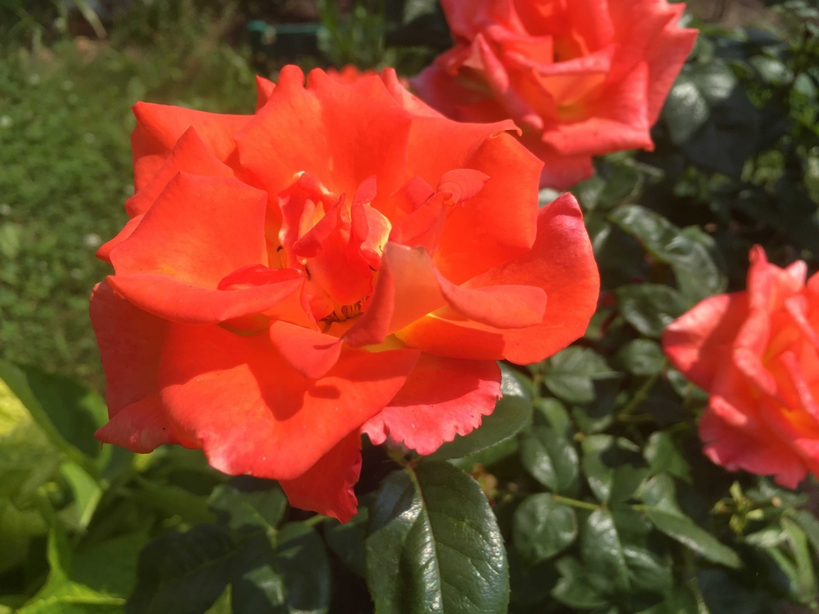 Розаларны кайчан капларга?