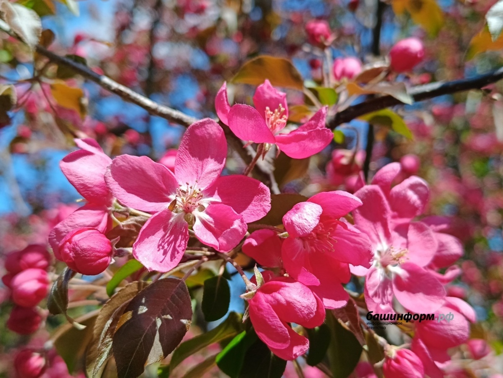 Яшь калу өчен нинди ризыкка өстенлек бирергә?