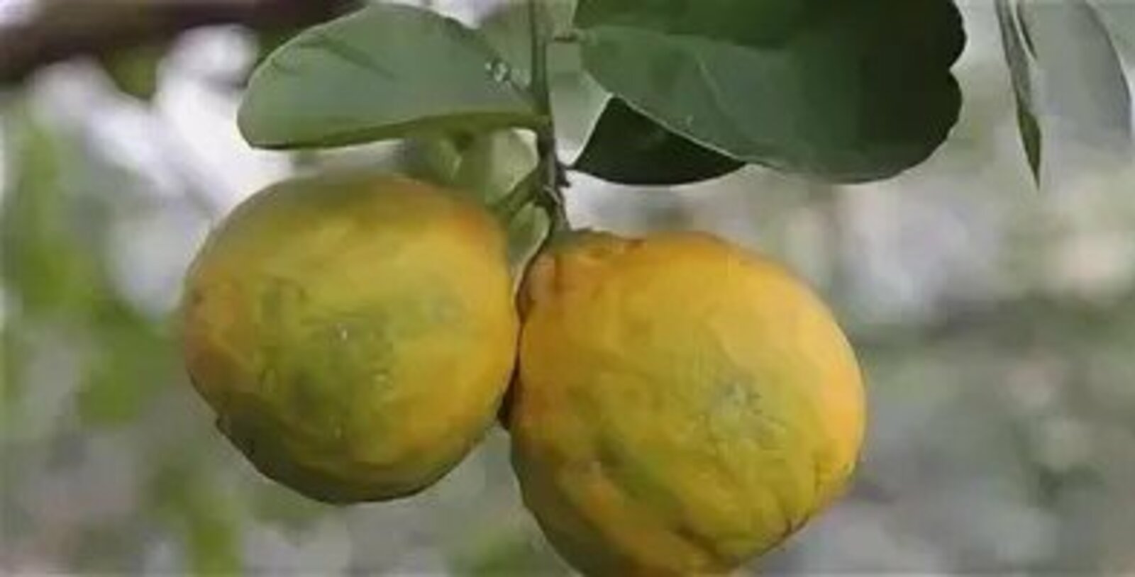 Хатын-кызлар өчен иң яхшы эчемлекләр