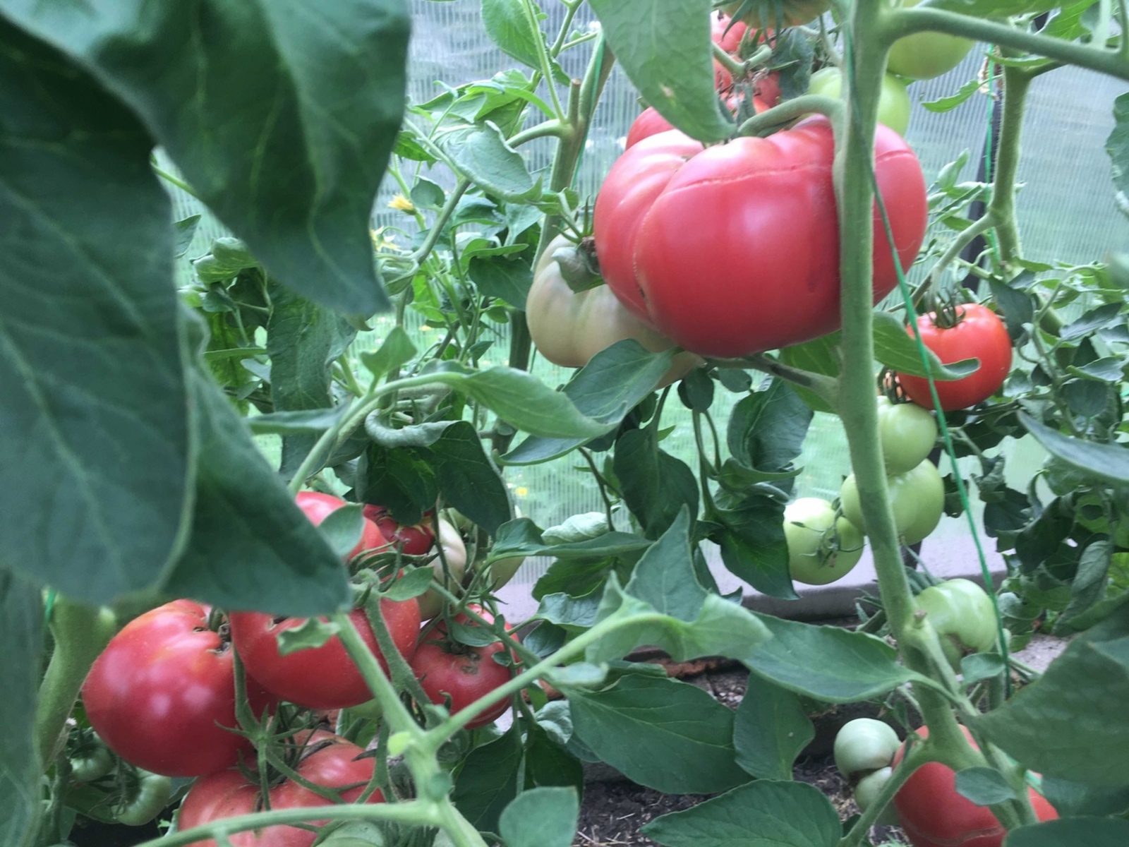 Помидорда фитофтороз башланмасын, дисәң...