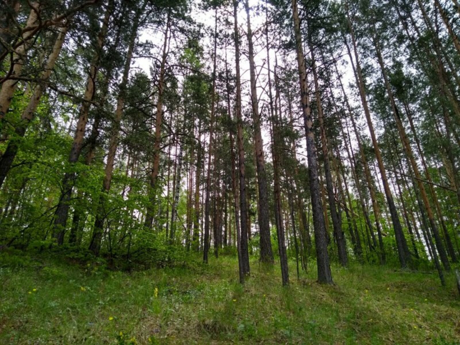 Урманнар ярдәм сорый