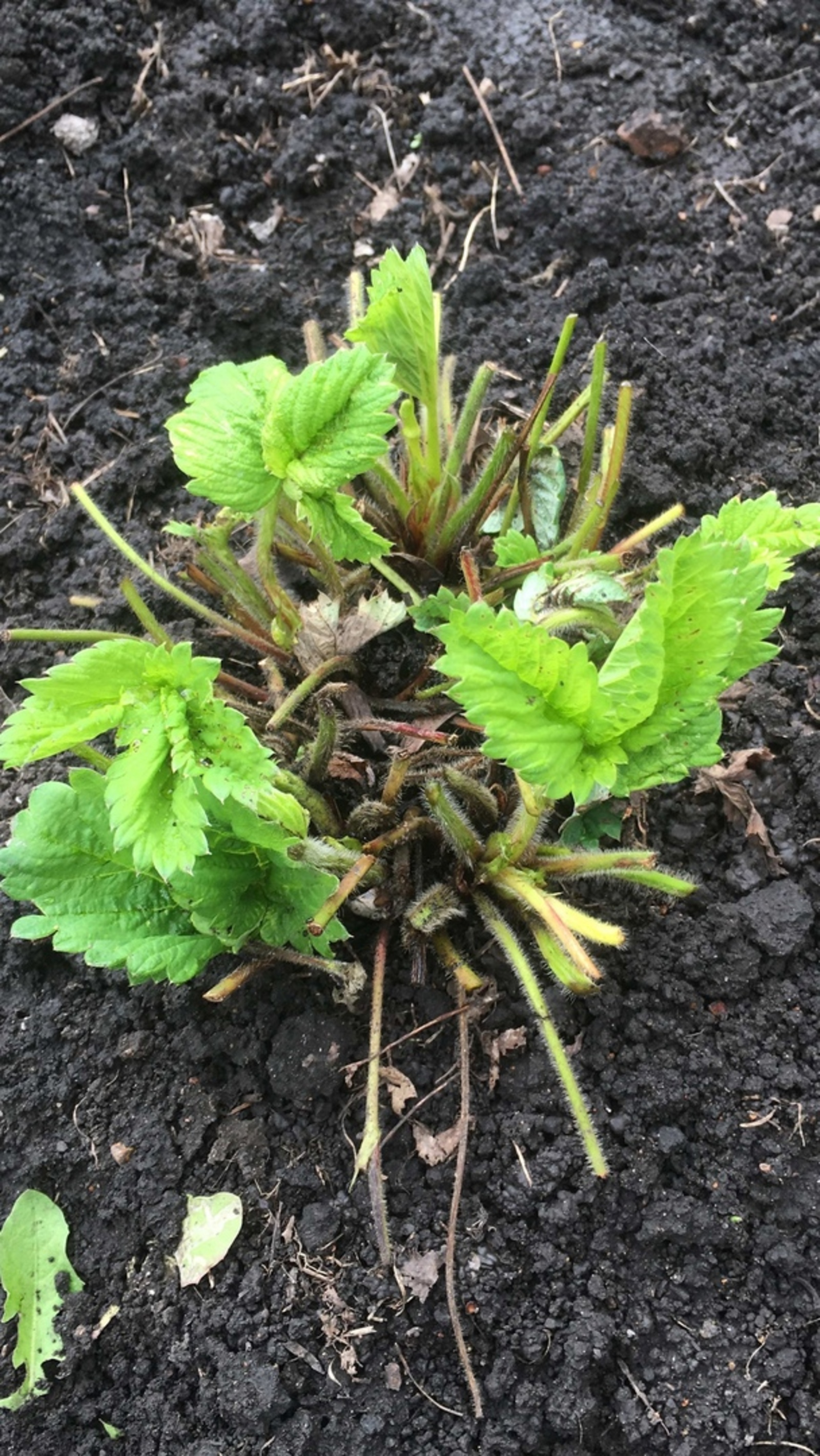 Бакча җиләге көл ярата...