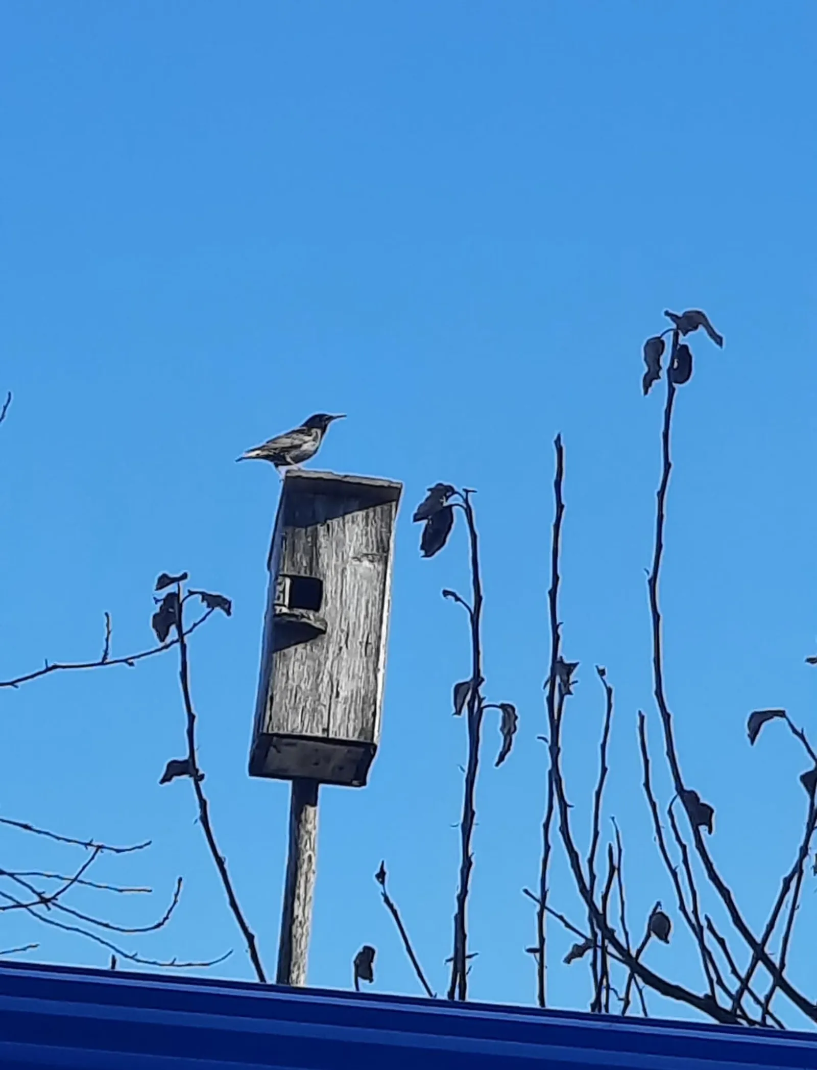 Һава торышы ниләр вәгъдә итә?