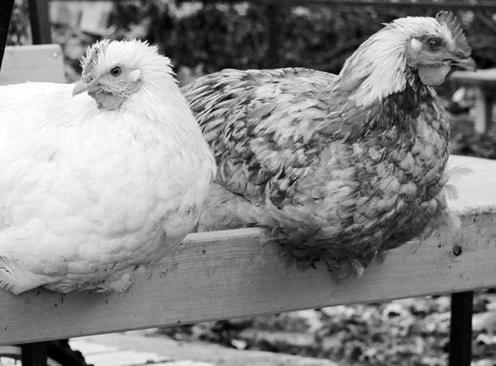 Тавыклары җырлый диләр...