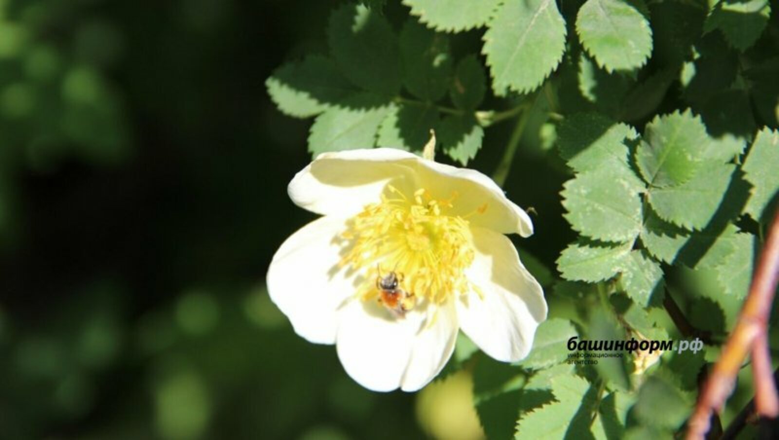 "Ирем үлгәч, рәхәт булып калды..."